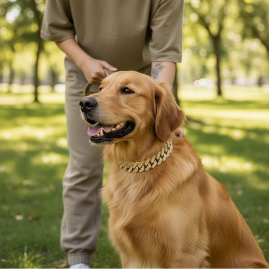 The Cuban Link Collar